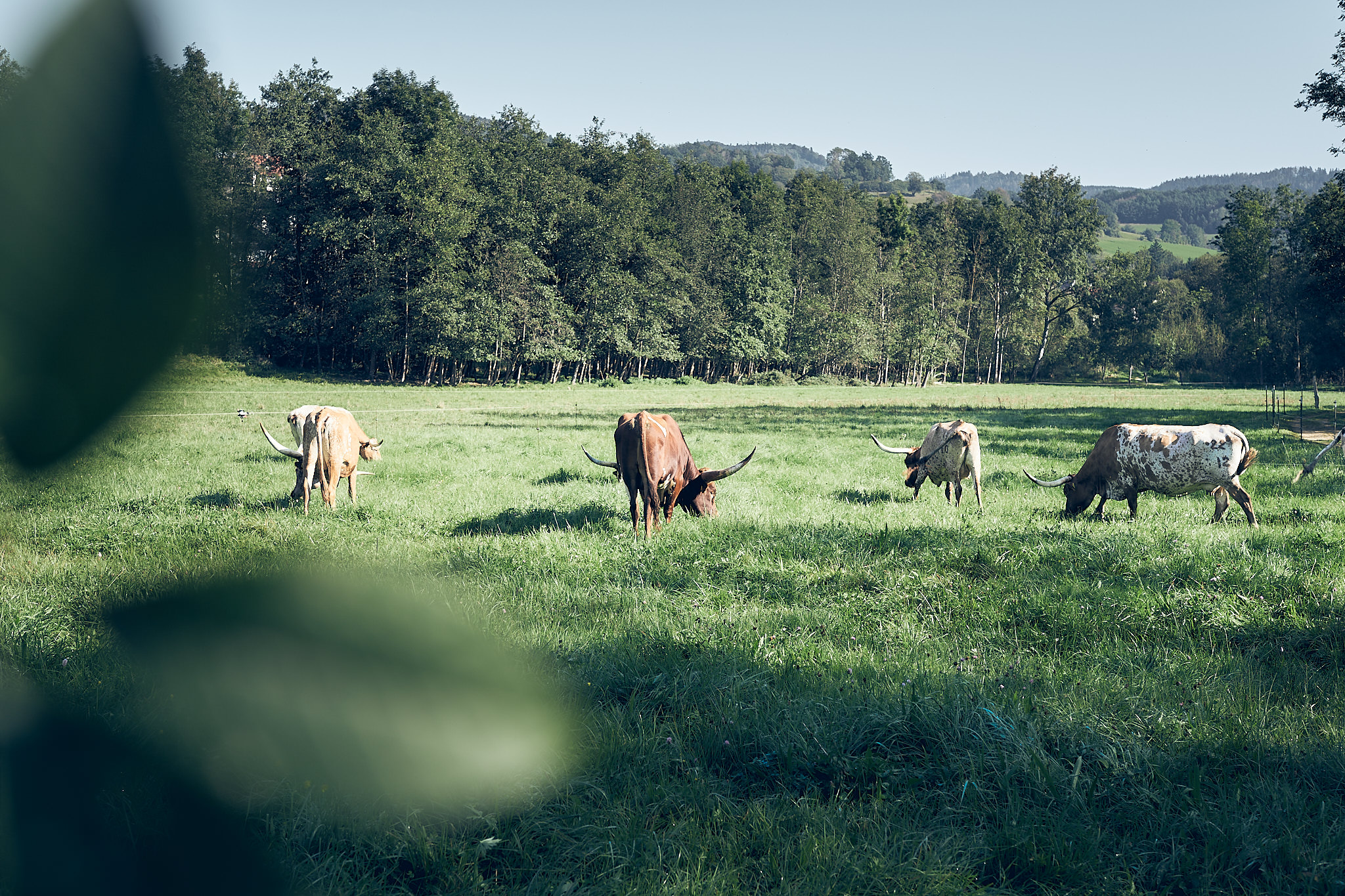 Vier Texas Longhorn Rinder beim Grasen auf der saftig gruenen Weide