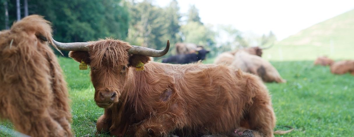 Fitmeat Rinder entspannen auf der Weide