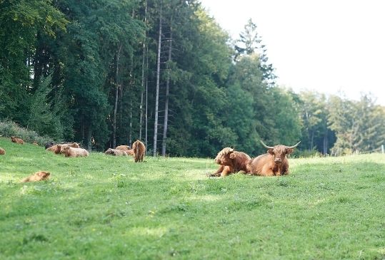 Rinder liegen gemütlich auf der saftig grünen Weide