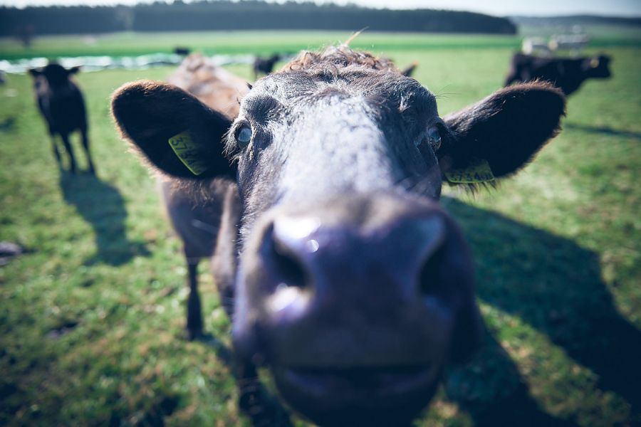 Neugieriges Fitmeat-Rind blickt direkt in die Kamera