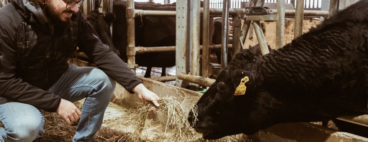 Wagyu Rind Portrait: Fleisch wie kein anderes! Inhaber von Fitmeat füttert Wagyu-Rind mit frischem Heu