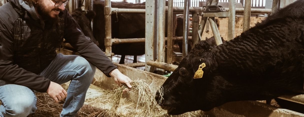 Inhaber von Fitmeat füttert Wagyu-Rind mit frischem Heu