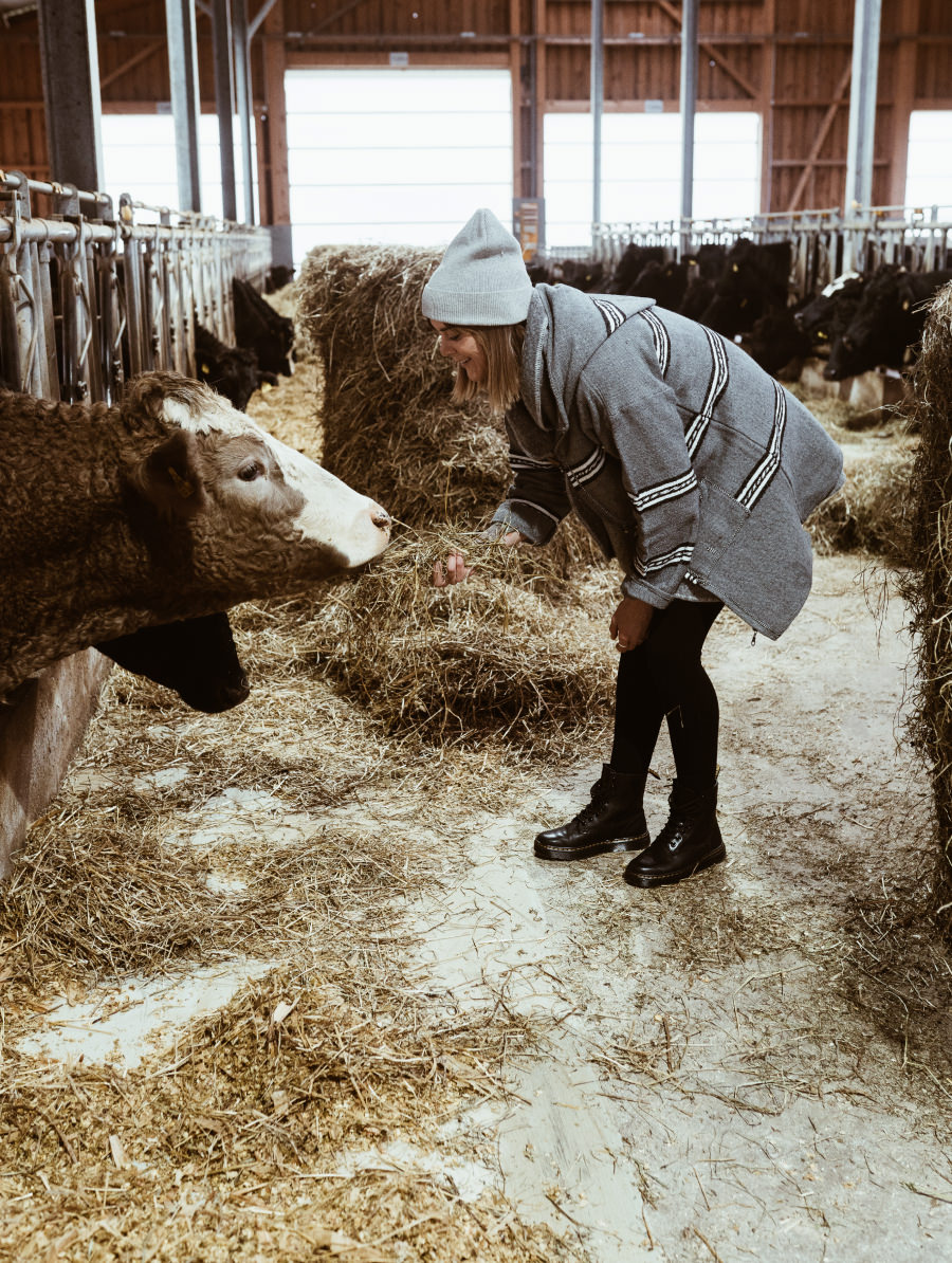 Besuch beim Rinder Bauer