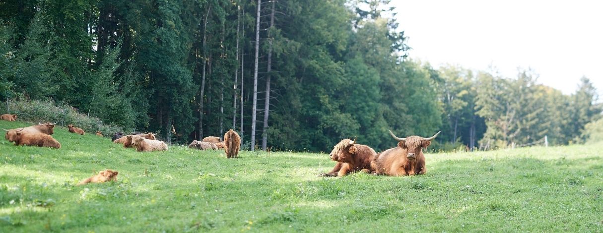 Fitmeat Rinder liegen im Gras und entspannen