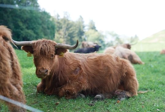 Junges Rind auf der Weide