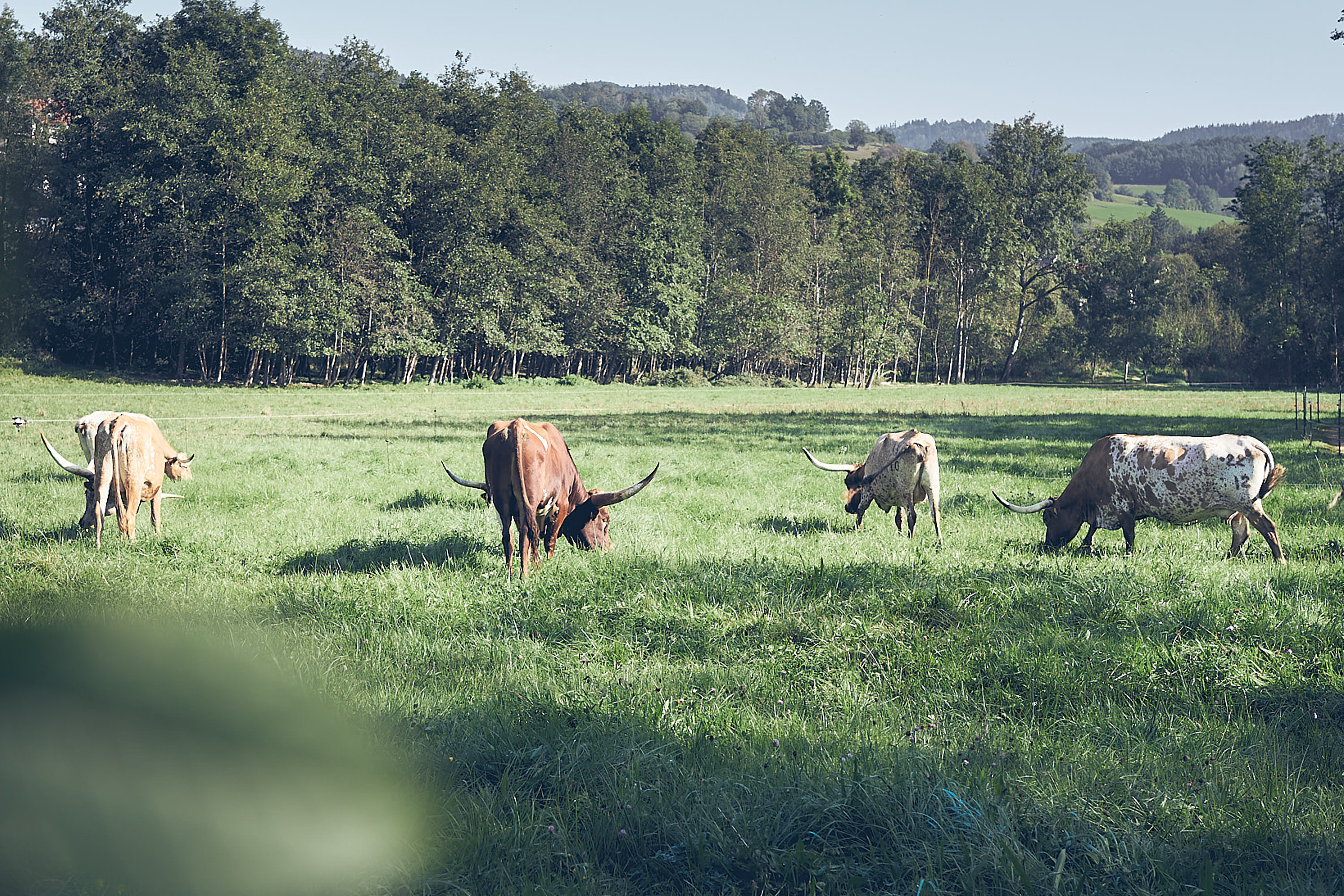 Cows image