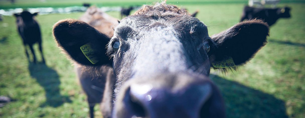 Rind auf der Wiese blickt direkt in die Kamera